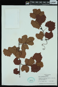 Vitis rotundifolia image