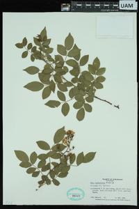 Rosa multiflora image