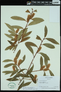 Prunus laurocerasus image