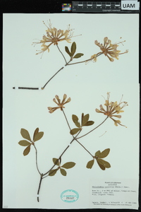 Rhododendron canescens image