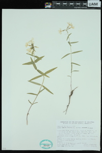 Phlox pilosa subsp. pilosa image