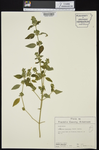 Dicliptera brachiata image