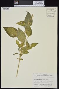 Dicliptera brachiata image