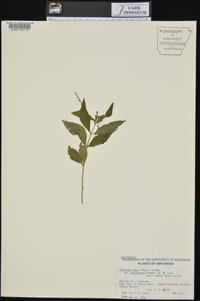Justicia ovata var. lanceolata image