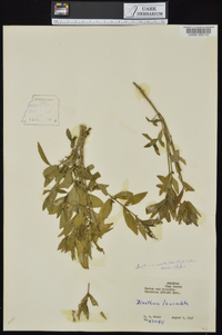 Justicia ovata var. lanceolata image