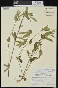 Ruellia caroliniensis image