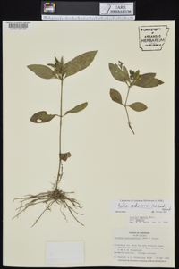 Ruellia caroliniensis image