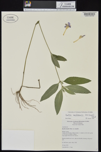 Ruellia caroliniensis image