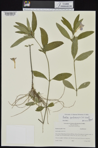 Ruellia caroliniensis image