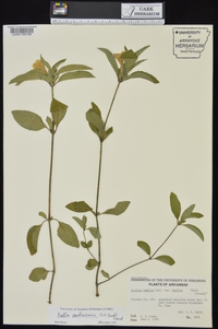 Ruellia caroliniensis image