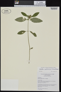 Ruellia caroliniensis image