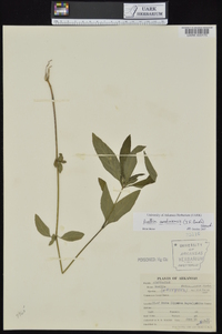 Ruellia caroliniensis image