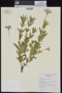 Ruellia humilis image