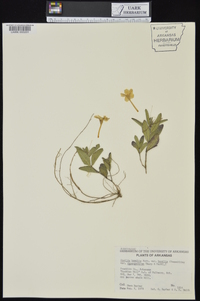 Ruellia humilis image