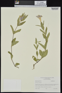 Ruellia humilis image