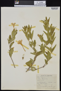 Ruellia humilis image