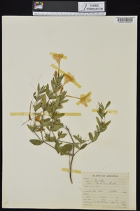 Ruellia humilis image