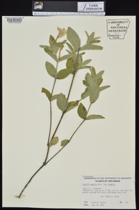 Ruellia humilis image