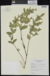 Ruellia pedunculata subsp. pedunculata image