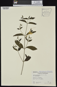 Ruellia pedunculata subsp. pedunculata image