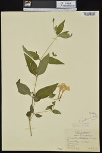 Ruellia pedunculata subsp. pedunculata image