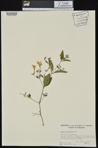 Ruellia pedunculata subsp. pedunculata image