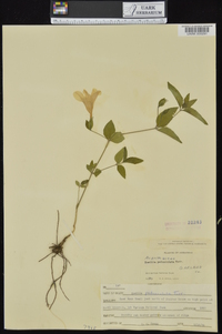 Ruellia pedunculata subsp. pedunculata image