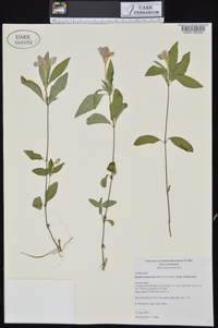 Ruellia pedunculata subsp. pedunculata image