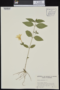 Ruellia pedunculata image