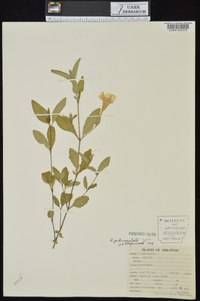 Ruellia pedunculata image