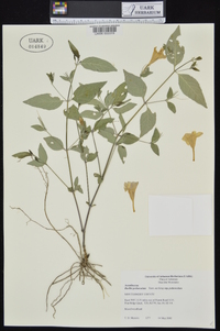 Ruellia pedunculata subsp. pedunculata image