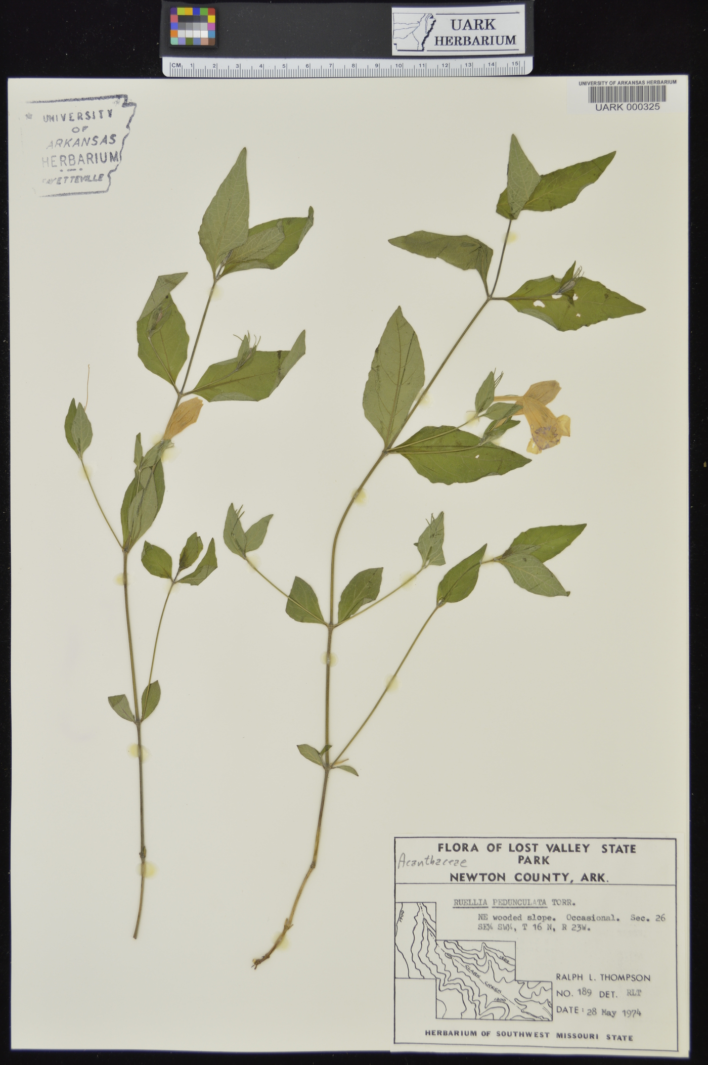 Ruellia pedunculata image
