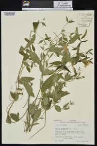 Ruellia pedunculata subsp. pedunculata image