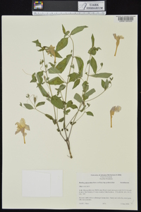 Ruellia pedunculata subsp. pedunculata image