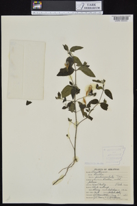 Ruellia pedunculata subsp. pedunculata image