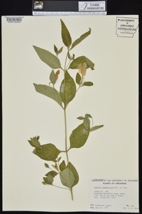 Ruellia pedunculata image