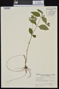 Ruellia pedunculata image