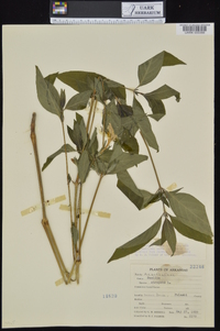 Ruellia strepens image