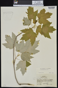 Acer rubrum var. drummondii image