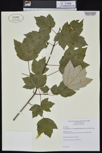 Acer rubrum var. drummondii image