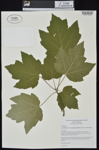 Acer rubrum var. drummondii image