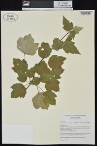 Acer rubrum var. drummondii image