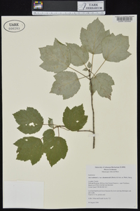 Acer rubrum var. drummondii image