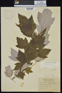 Acer rubrum var. drummondii image