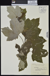 Acer rubrum var. drummondii image