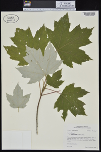 Acer rubrum var. drummondii image