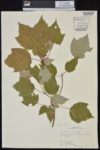 Acer rubrum var. rubrum image