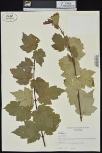 Acer rubrum var. rubrum image