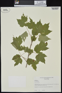 Acer rubrum var. rubrum image