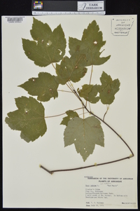 Acer rubrum var. rubrum image